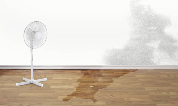 Best Water damage mitigation services  in Paonia, CO